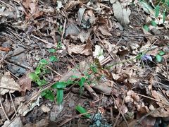 Campanula lusitanica