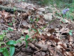 Campanula lusitanica