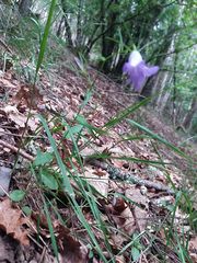 Campanula lusitanica