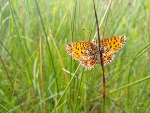 Eurasian Silver-bordered Fritillary photo 6
