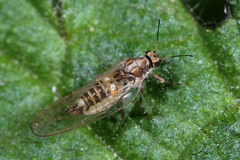 Trioza urticae