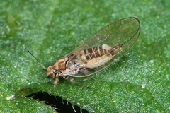 Trioza urticae