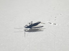 Oedemera lurida