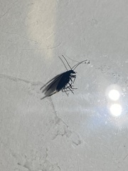 Oedemera lurida