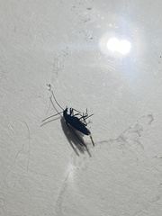 Oedemera lurida