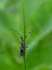 Agapanthia villosoviridescens