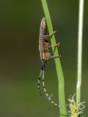 Agapanthia villosoviridescens