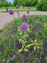 Allium aflatunense