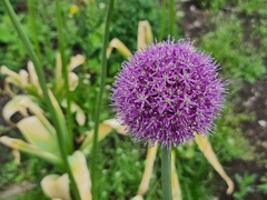 Allium aflatunense