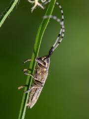 Agapanthia villosoviridescens