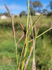Dichanthium aristatum