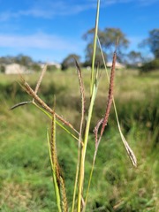 Dichanthium aristatum