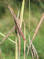 Dichanthium aristatum
