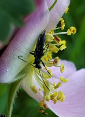 Grammoptera