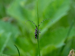 Agapanthia villosoviridescens