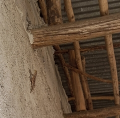 Acanthocercus minutus