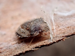 Sciocorini