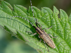 Agapanthia villosoviridescens