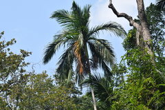 Bentinckia nicobarica