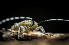 Agapanthia villosoviridescens