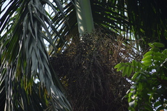 Bentinckia nicobarica