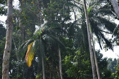 Bentinckia nicobarica