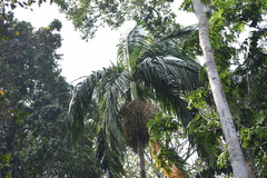 Bentinckia nicobarica