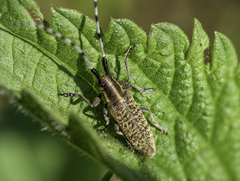 Agapanthia villosoviridescens