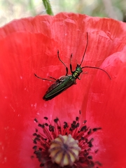 Oedemera nobilis