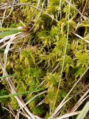 Sphagnum riparium