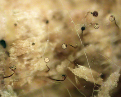 Cribraria microcarpa