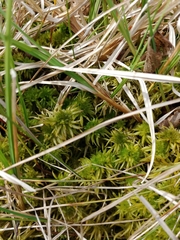 Sphagnum riparium