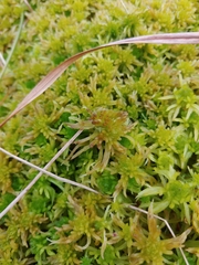 Sphagnum riparium