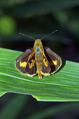 Oriens goloides