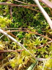 Sphagnum riparium