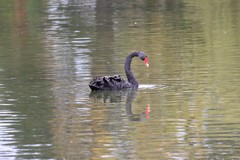 Cygnus atratus