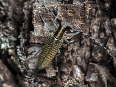 Agapanthia villosoviridescens