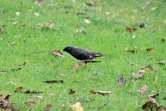 Sturnus vulgaris