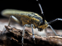 Agapanthia villosoviridescens