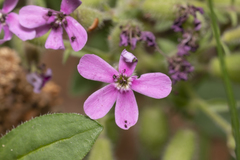 Microbotryaceae