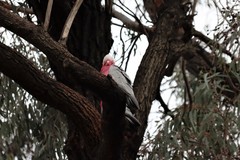 Eolophus roseicapilla