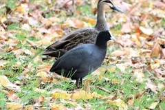 Fulica atra australis