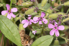 Microbotryaceae