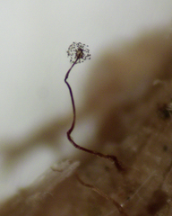 Cribraria microcarpa