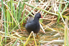 Gallinula tenebrosa