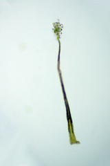 Cribraria microcarpa
