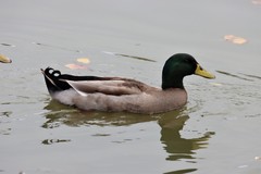 Anas platyrhynchos domesticus