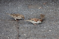 Passer domesticus