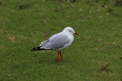 Chroicocephalus novaehollandiae