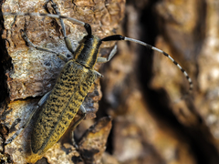 Agapanthia villosoviridescens